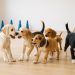 A group of playful puppies socialising together in a bright indoor training space